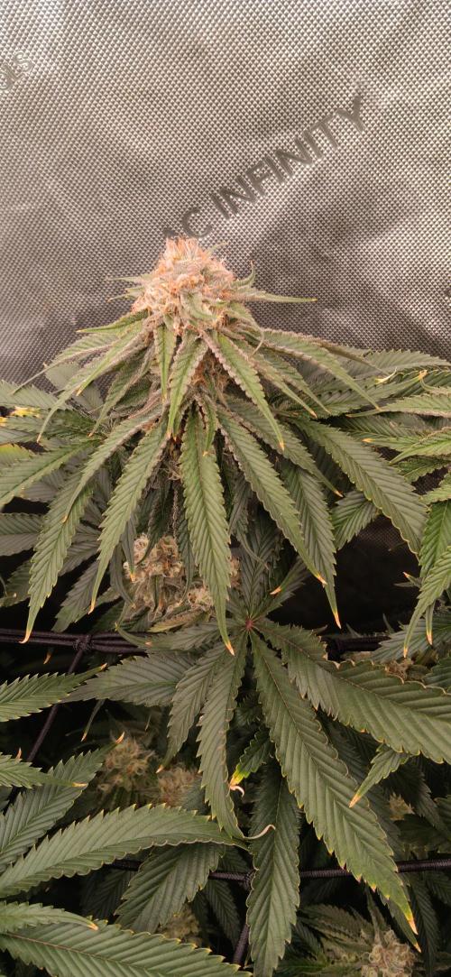 Mangozteen / Living soil / Autopot. Week 11