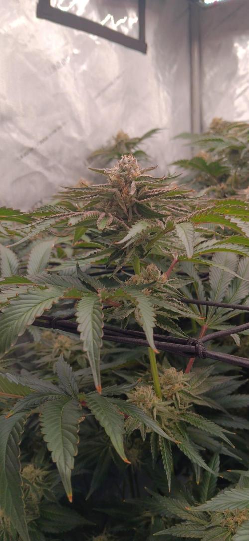 Mangozteen / Living soil / Autopot. Week 11
