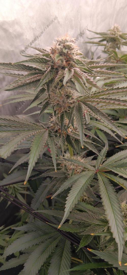 Mangozteen / Living soil / Autopot. Week 11