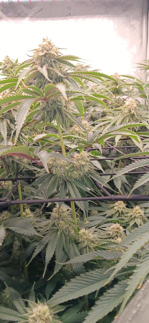 Mangozteen / Living soil / Autopot. Week 11