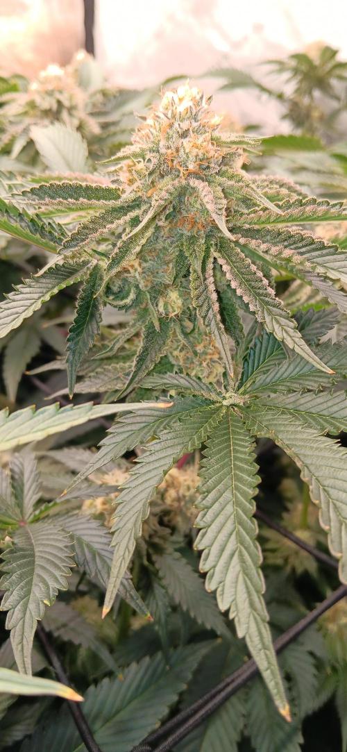 Mangozteen / Living soil / Autopot. Week 11