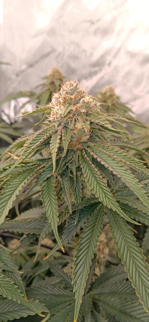 Mangozteen / Living soil / Autopot. Week 11