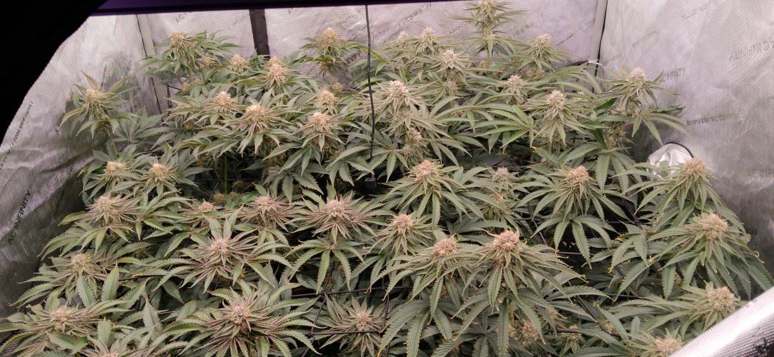 Mangozteen / Living soil / Autopot. Week 11