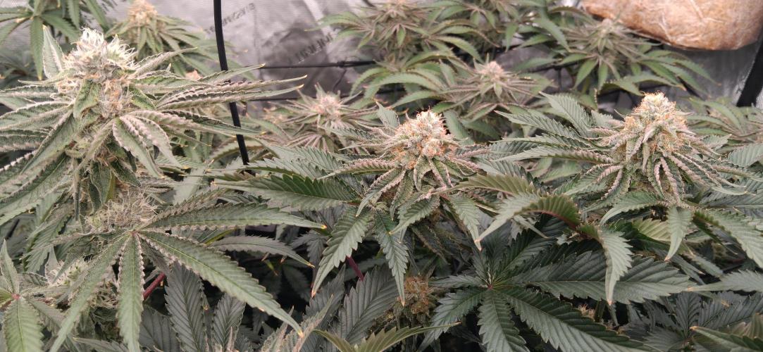 Mangozteen / Living soil / Autopot. Week 11