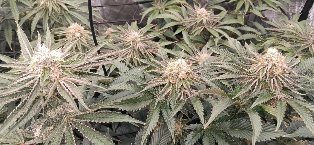 Mangozteen. Week 11