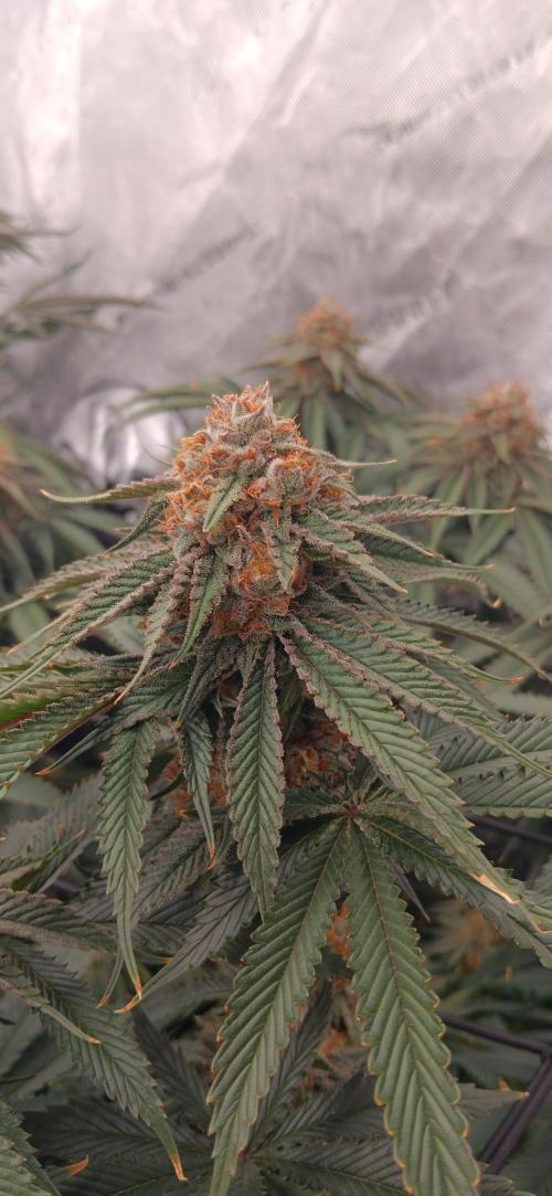 Mangozteen / Living soil / Autopot. Week 12