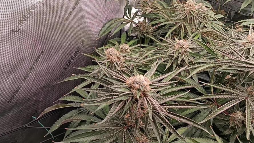 Mangozteen / Living soil / Autopot