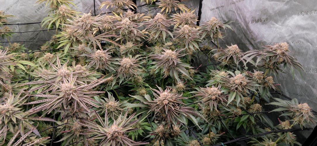 Mangozteen / Living soil / Autopot. Week 13