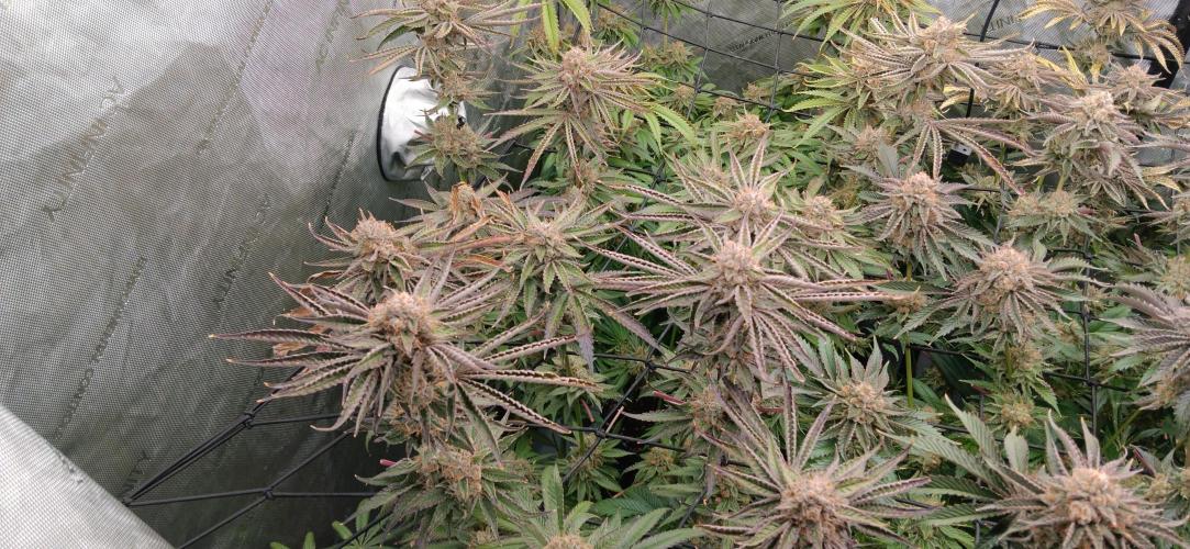 Mangozteen / Living soil / Autopot. Week 13