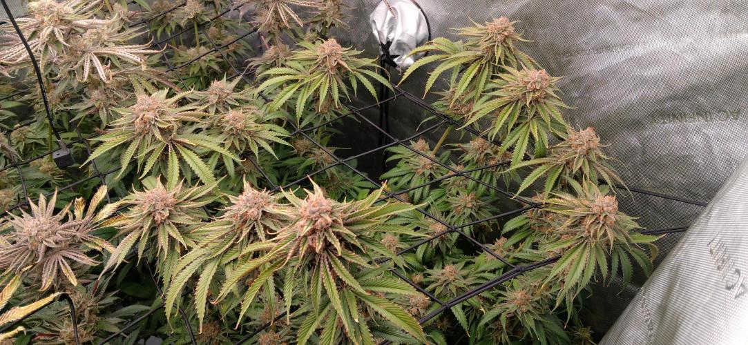 Mangozteen / Living soil / Autopot. Week 13