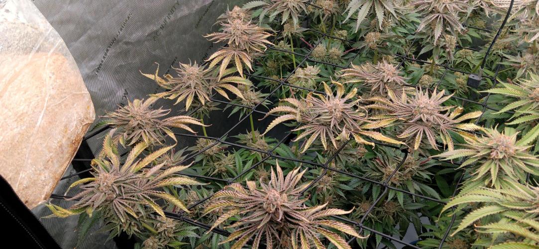 Mangozteen / Living soil / Autopot. Week 13