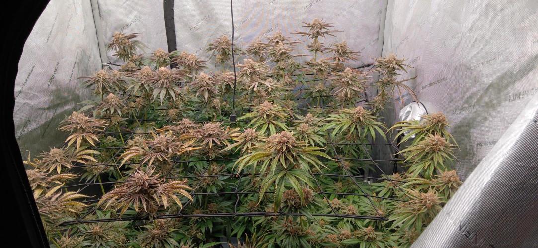 Mangozteen / Living soil / Autopot. Week 13