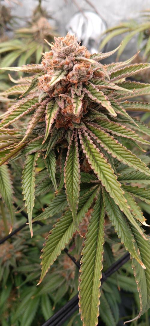 Mangozteen / Living soil / Autopot. Week 13
