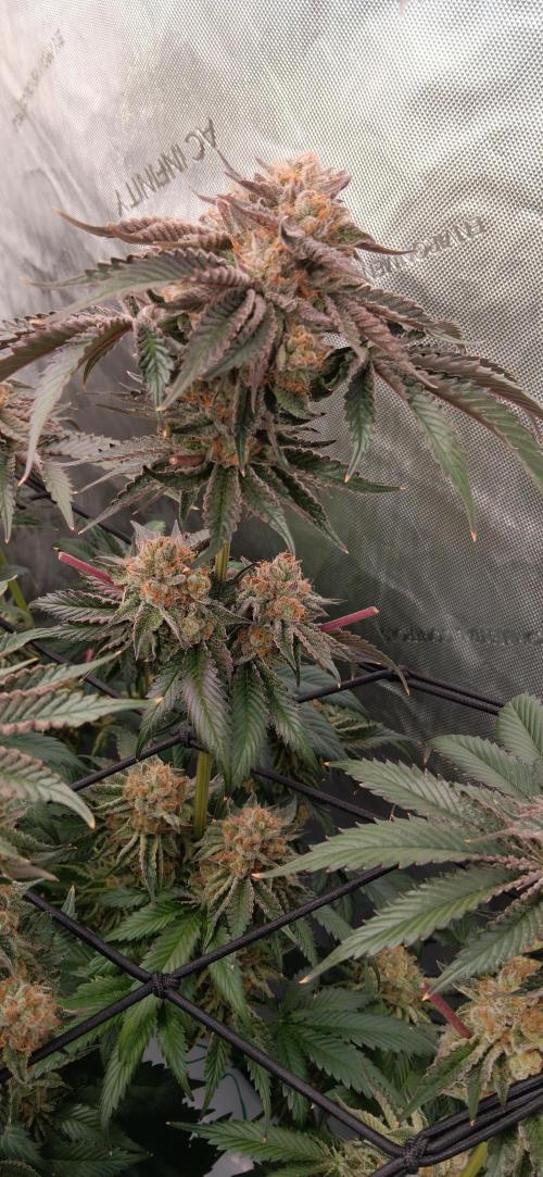 Mangozteen / Living soil / Autopot. Week 13