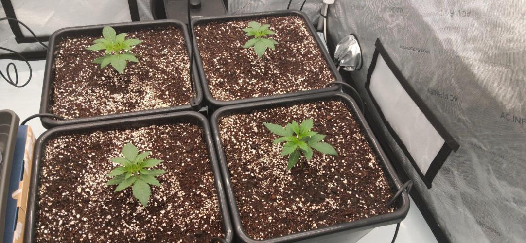 Insane OG. Week 2