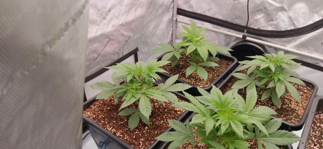 Insane OG. Week 3
