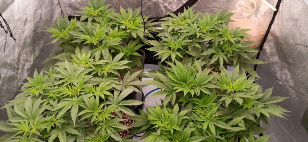 Insane OG. Week 5