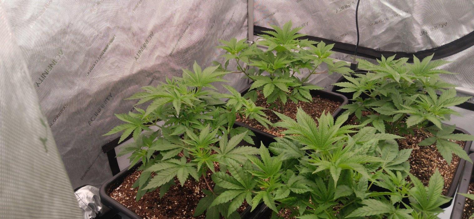 Insane OG, autopot. Week 4