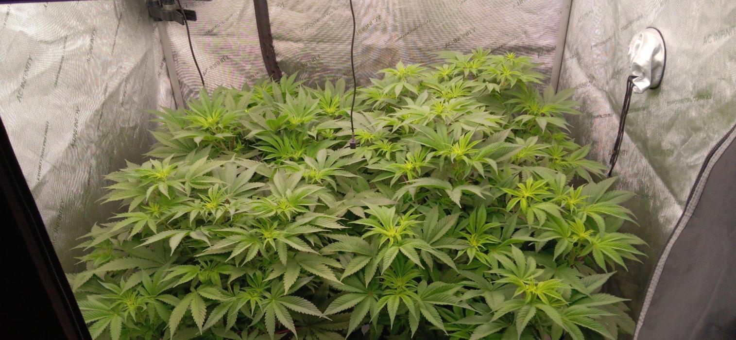 Insane OG, autopot. Week 6