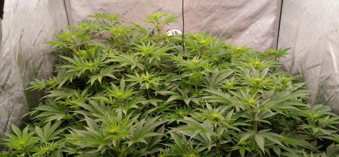 Insane OG, autopot. Week 7