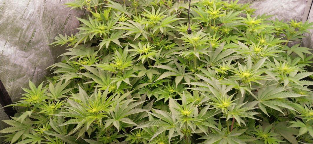 Insane OG, autopot. Week 7