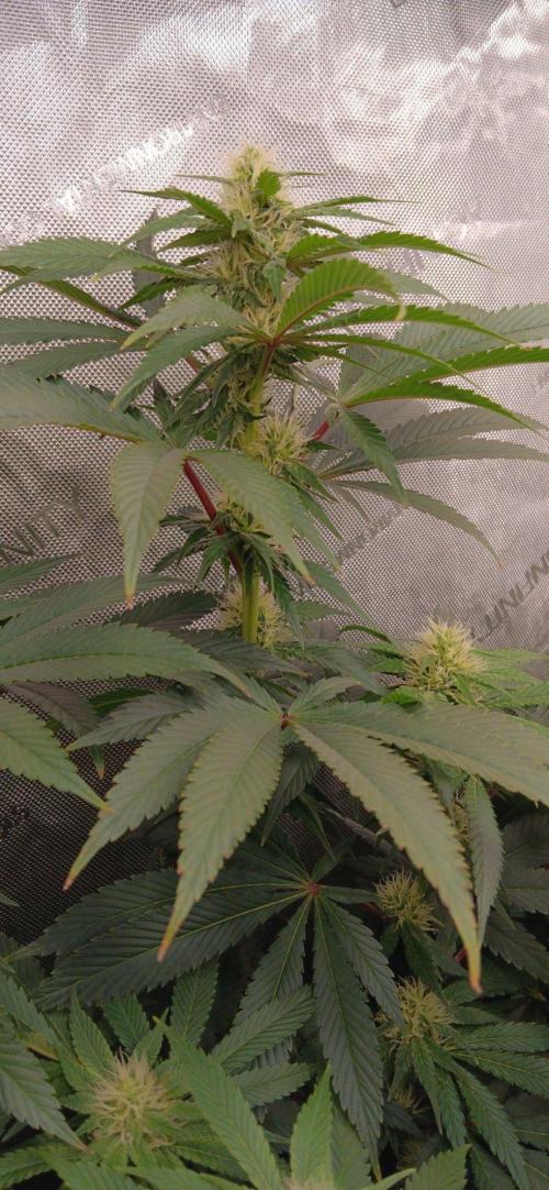 Insane OG, autopot. Week 9