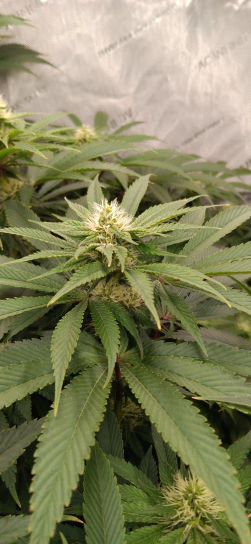 Insane OG, autopot. Week 9