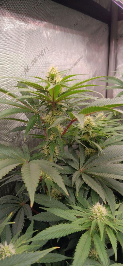 Insane OG, autopot. Week 9