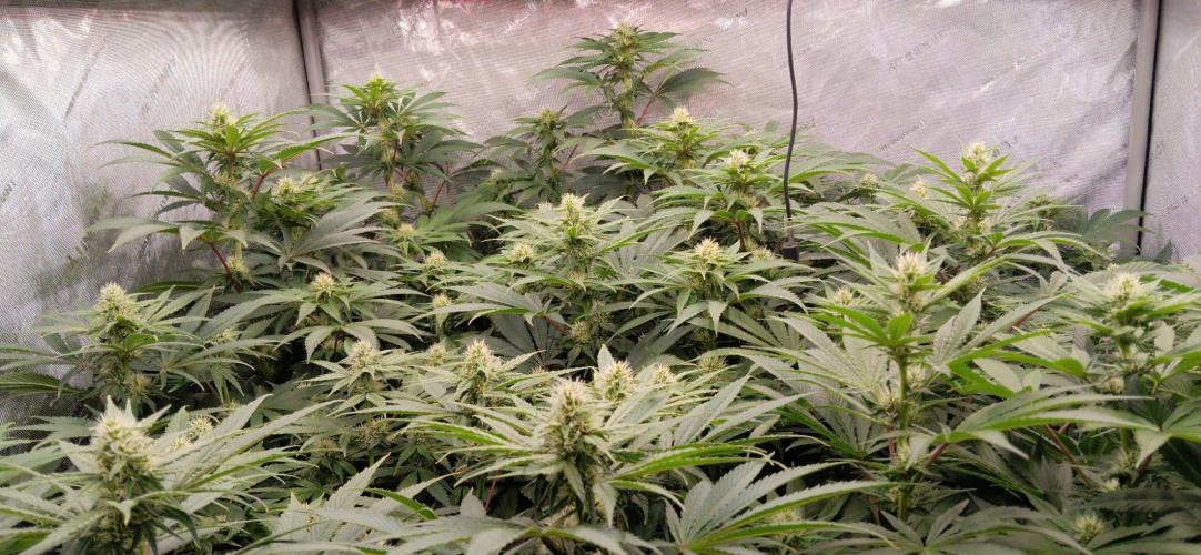 Insane OG, autopot. Week 9