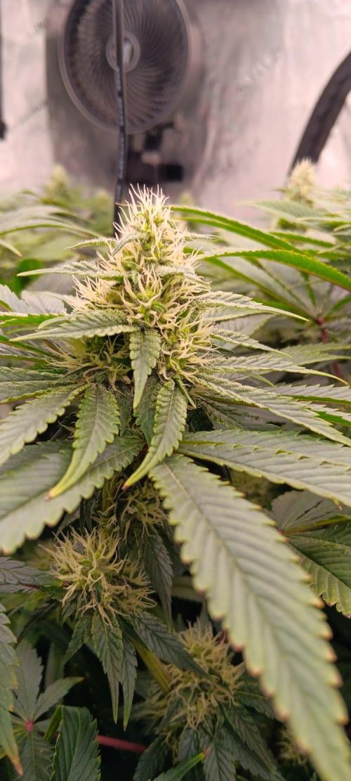 Insane OG, autopot. Week 10