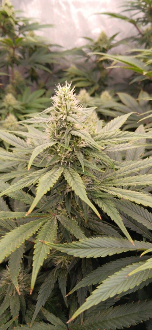 Insane OG, autopot. Week 10