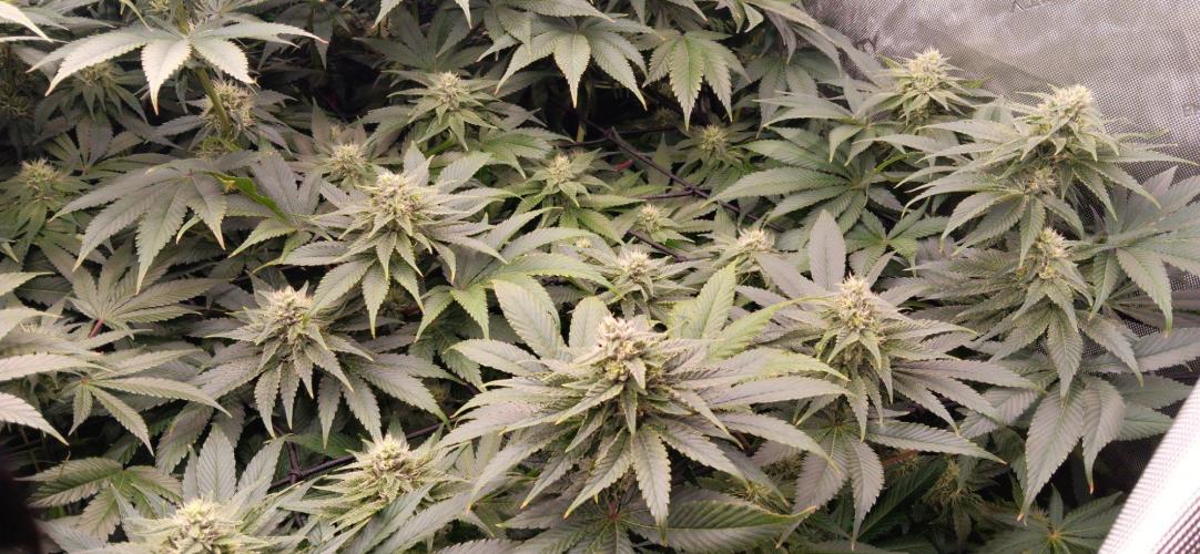 Insane OG, autopot. Week 10