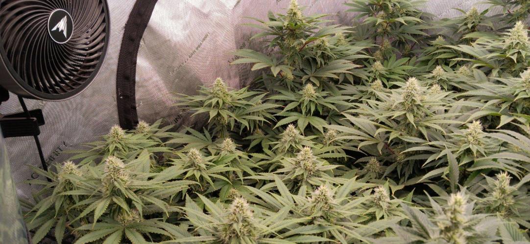 Insane OG, autopot. Week 10