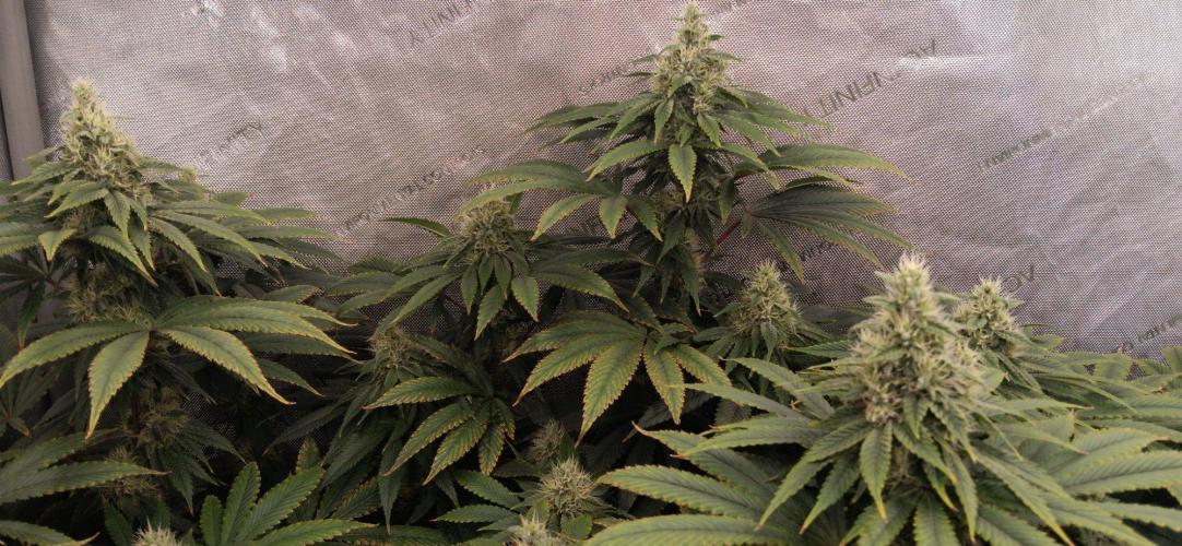 Insane OG, autopot. Week 11