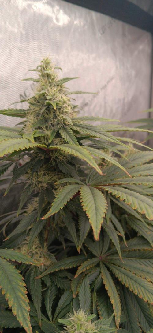 Insane OG, autopot. Week 11
