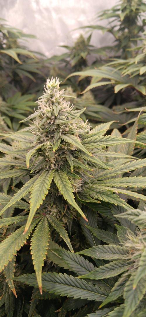 Insane OG, autopot. Week 11