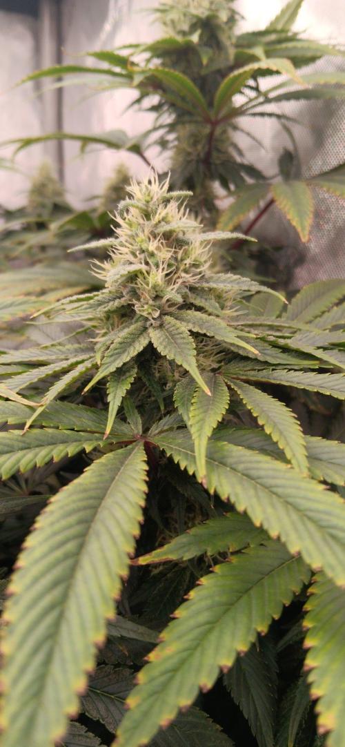 Insane OG, autopot. Week 11