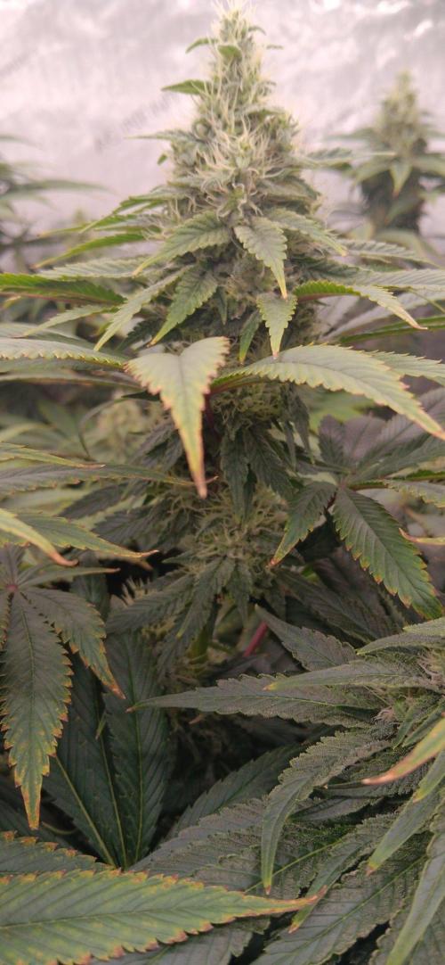 Insane OG, autopot. Week 11