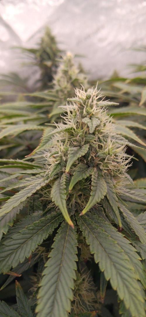 Insane OG, autopot. Week 11