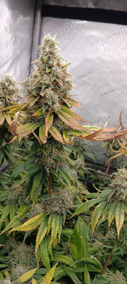Insane OG, autopot. Week 14