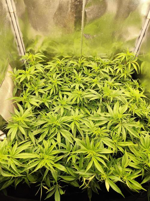 Mimosa x Orange Punch. Week 4