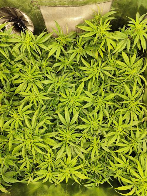 Mimosa x Orange Punch. Week 4