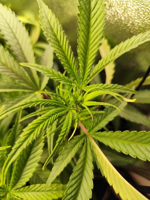 Mimosa x Orange Punch. Week 4