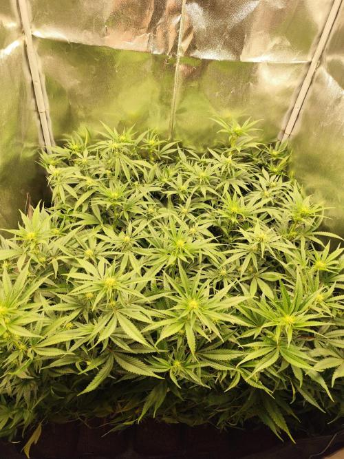 Mimosa x Orange Punch. Week 5