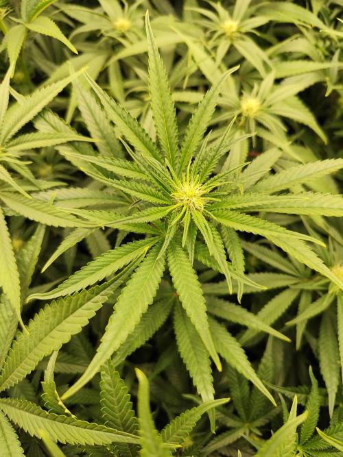 Mimosa x Orange Punch. Week 5