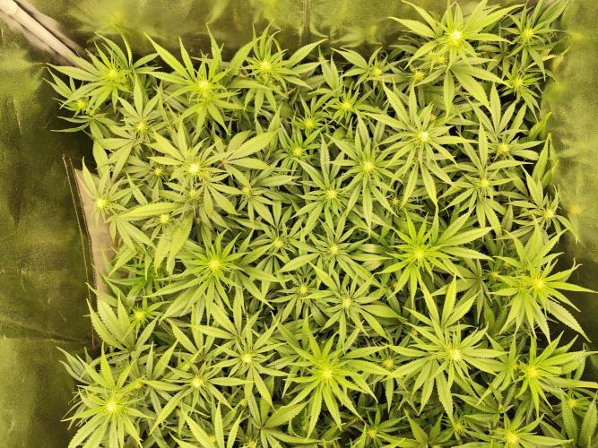 Mimosa x Orange Punch. Week 5