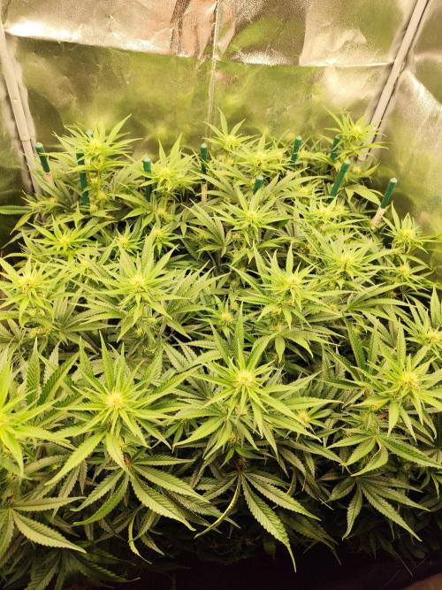 Mimosa x Orange Punch. Week 6