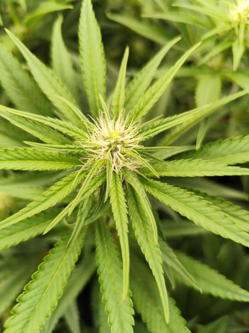 Mimosa x Orange Punch. Week 6