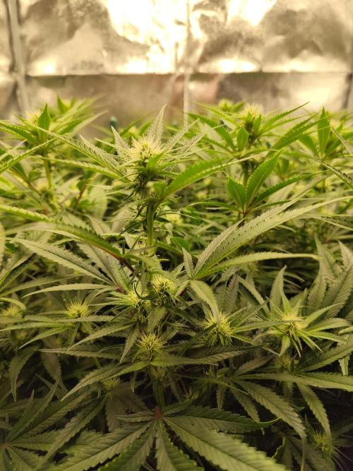 Mimosa x Orange Punch. Week 6