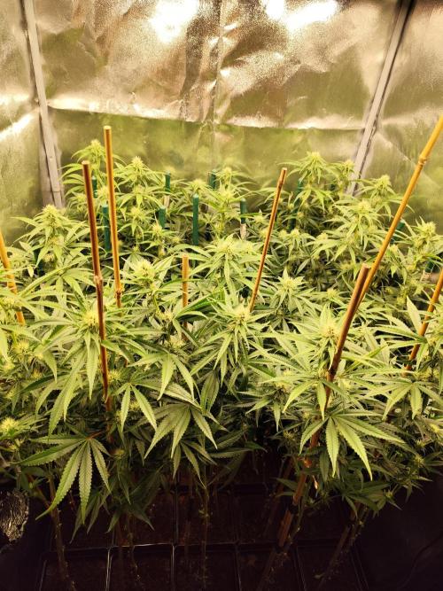 Mimosa x Orange Punch. Week 7